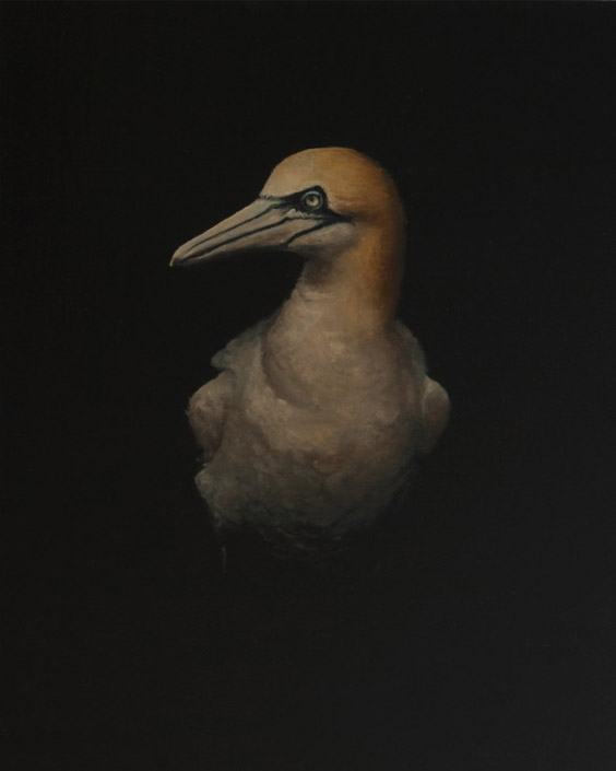 02-gannet-copy