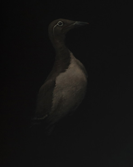 03-guillemot-copy