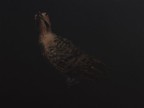 09-northern-flicker-copy