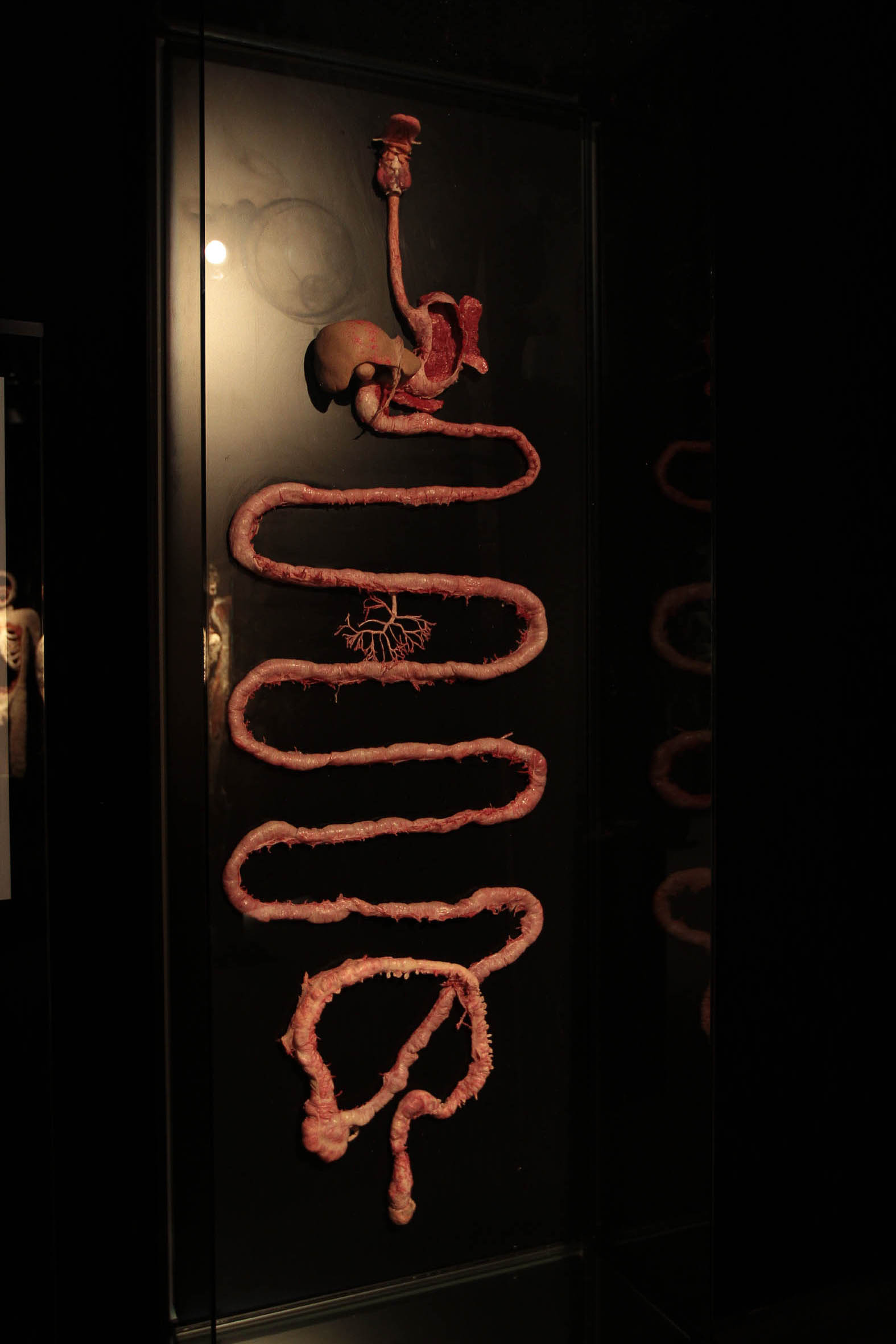 Body Worlds Vital una exposición sobre el estilo de vida saludable