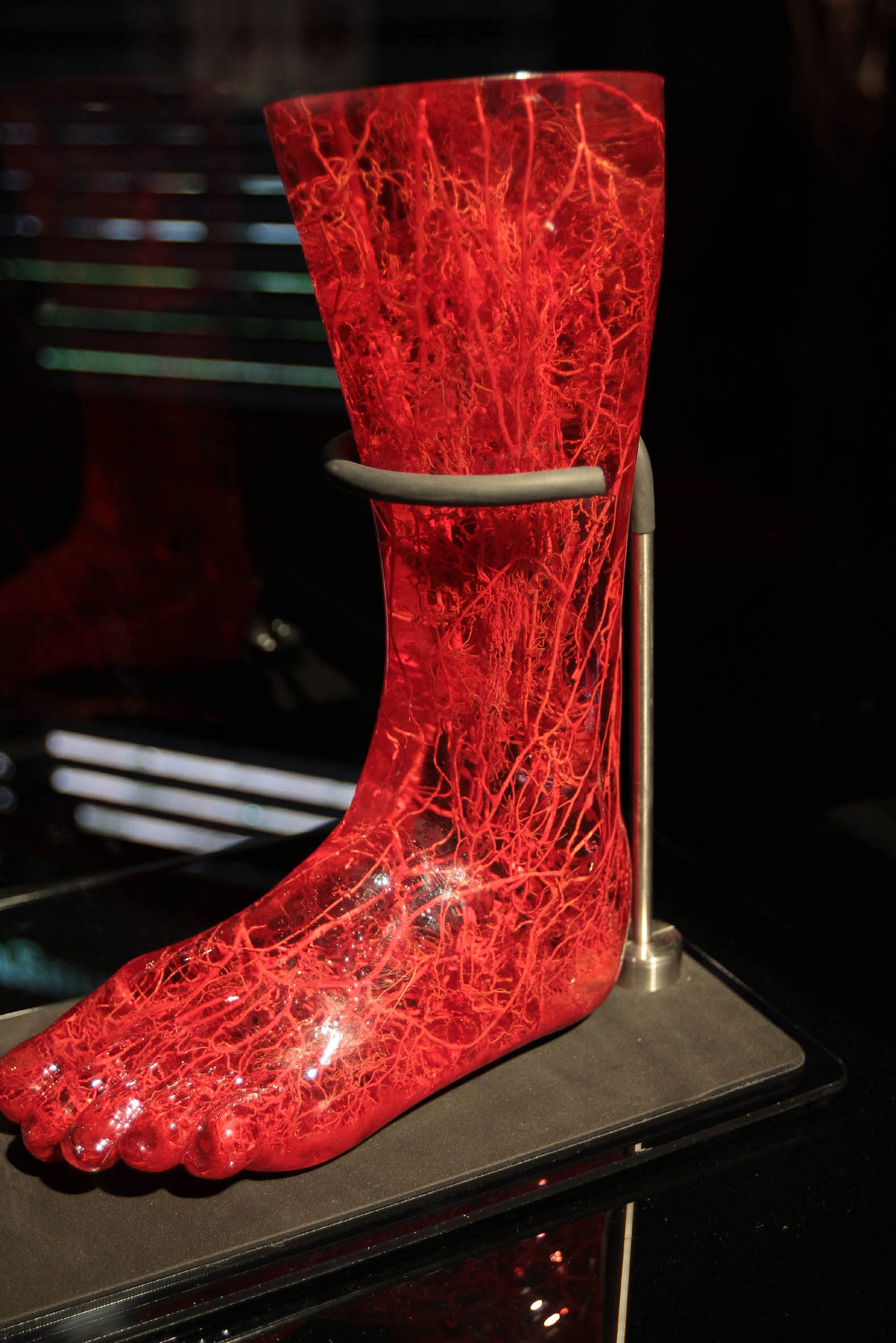 Body Worlds Vital una exposición sobre el estilo de vida saludable