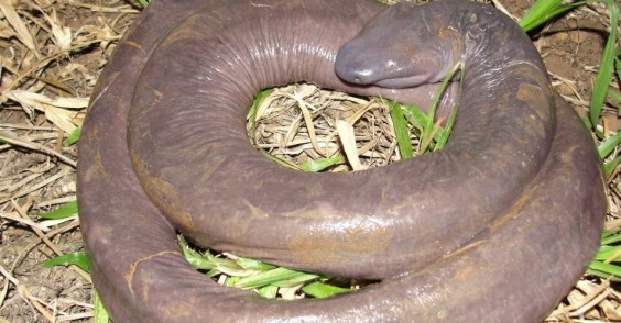 01ago2012---exemplar-foto-3-da-especie-atretochoana-eiselti-anfibio-raro-encontrado-em-rondonia-1343835399653_956x500