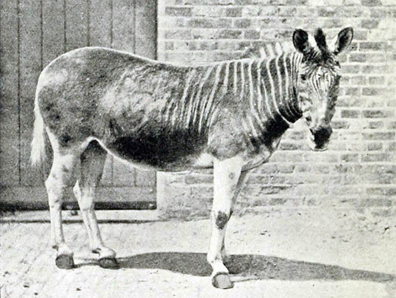 quagga-london-zoo.jpg