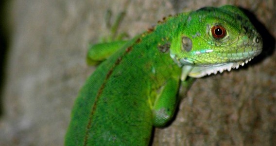 Especies_Liberadas_Vibora_Tortuga_Iguana5