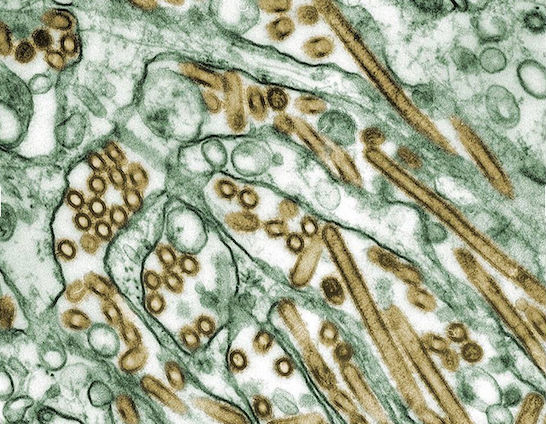 Foto: The independent