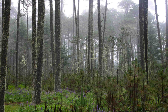 Bosque frío