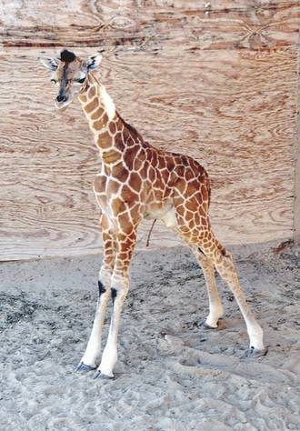 "Lucy". Foto: El Mañana