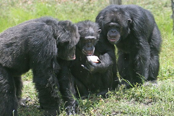 Chimpancés y su furia al perder. Foto: Wikimedia Commons