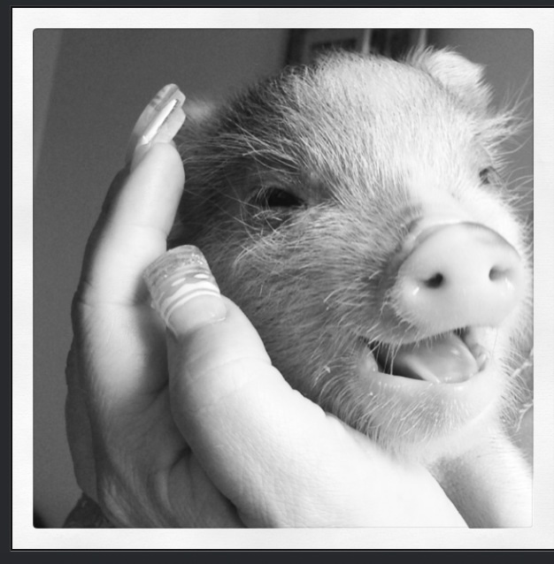 Fotografía: Facebook (My Mini Pig's Journey)