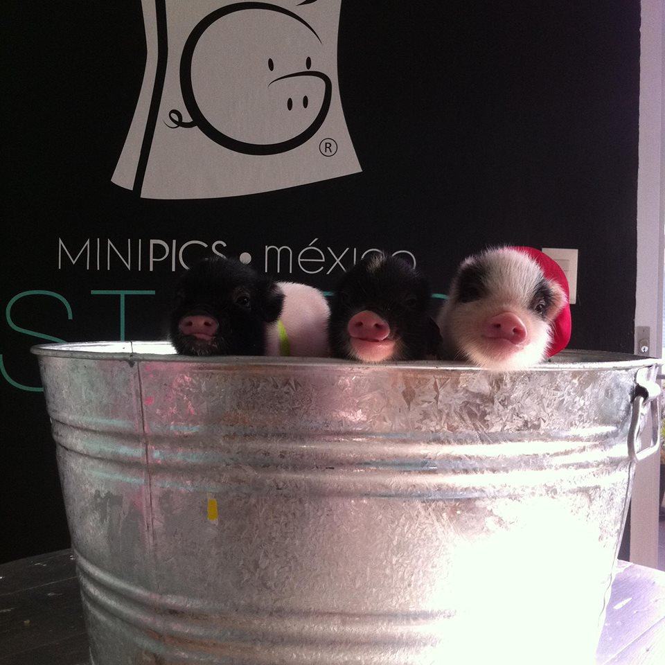 Foto: Mini Pigs Mexico