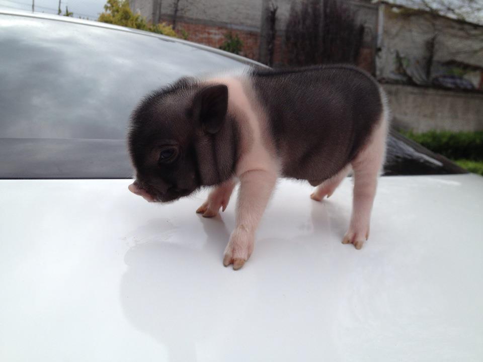 Foto: Cerdos Vietnamitas