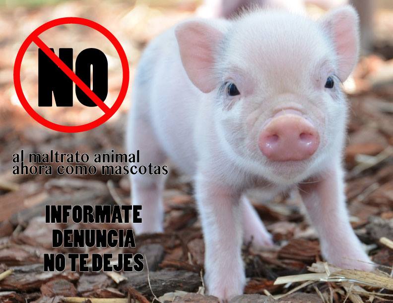 Foto: Facebook (Maltrato Animal Cerditos)