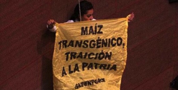 Activista de Greenpeace que se manifestó en el Senado de ka República en contra de la siembra de transgénicos. Foto: EFE