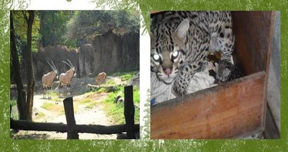 Foto: Secretaría del Medio Ambiente del Distrito Federal