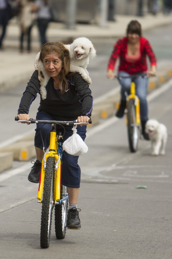 Las familias de escasos recursos no podrán costear el alimento de sus mascotas con el aumento en el IVA. Foto: Cuartoscuro