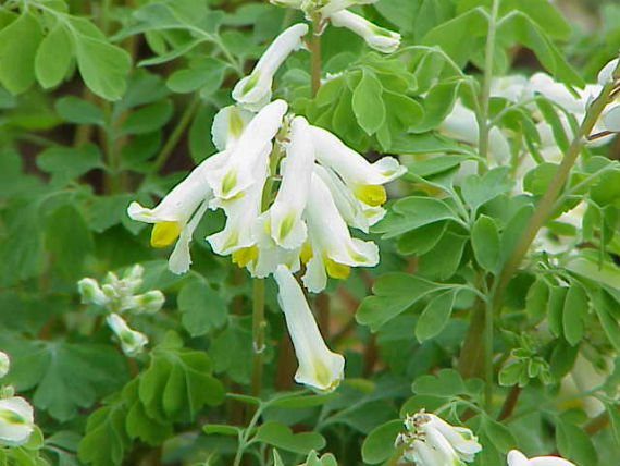 En uno de los ingredientes que se encuentra en las raíces de la planta floral conocida como Corydalis se encuentra la cura para el dolor crónico. Foto: Wikimedia Commons