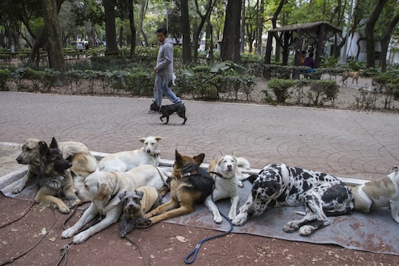 Una mascota en la familia es elemental para la integración de cada uno de sus miembros. Foto: Cuartoscuro