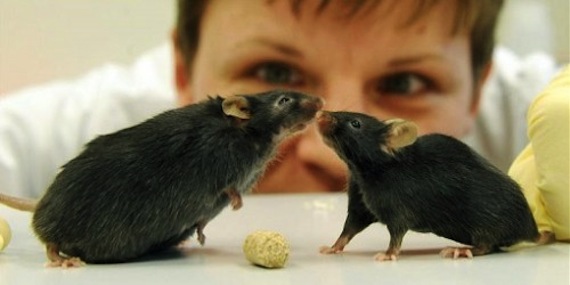 El 75% de las ratas analizadas fueron capaces de sobrevivir al envenenamiento. Foto: EFE