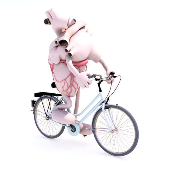 Human heart with arms and legs riding a bycicle, 3d illustration / Foto: Shutterstock
