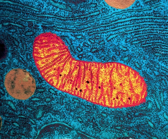 Los científicos encontraron un marcador de envejecimiento en el Caenorhabditis elegans, el cual puede servir para predecir la fecha de muerte. Foto: Science Photo Library