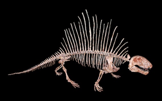 El dimetrodon se ha convertido ahora en el primer animal conocido con dentadura serrada. Foto: Wikimedia Commons