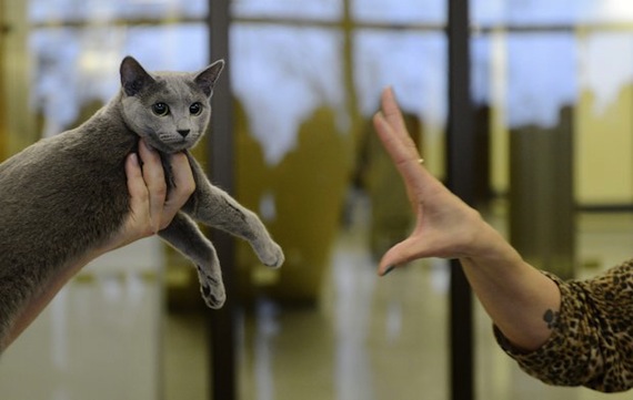 Sorprendentemente 16 mil procesadores que conforman un cerebro artificial se inclinaron por los gatos al momento de buscar en internet. Foto: EFE