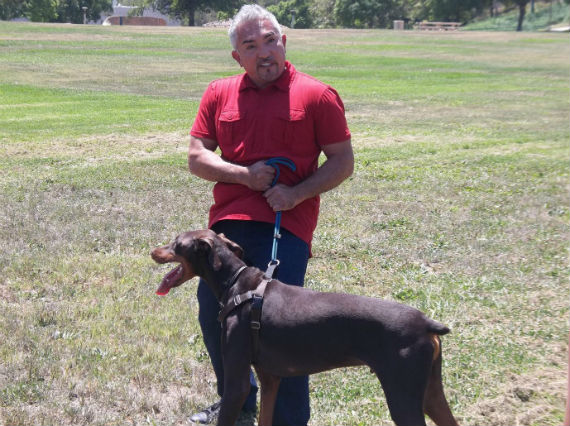 El Encantador de perros frente a canes desatados e indómitos. Foto: NatGeo Wild