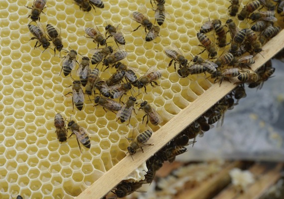 En varios países en el mundo no hay suficientes abejas para polinizar los cultivos. Foto: EFE