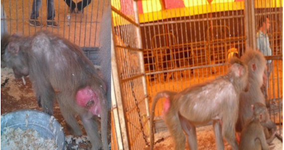 Durante la inspección realizada al circo “Atayde Hermanos”, se identificaron a los tres ejemplares de primates con presencia de lesiones alopécicas. Foto: Profepa