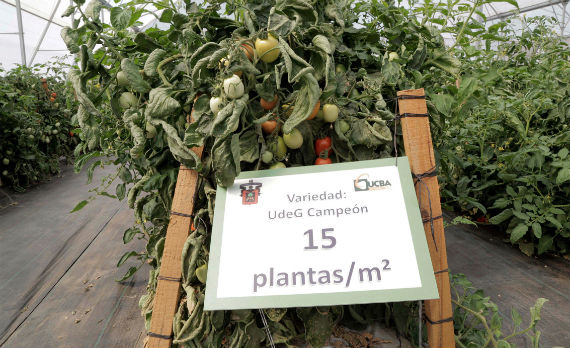 Variedad de jitomate resistente a virus, desarrollado por la Universidad de Guadalajara. Foto: UdeG