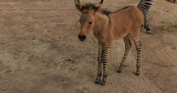 Como todo “bebé”, disfruta jugar y compartir tiempo con una llama que nació apenas cuatro días antes que él. Foto: Especial