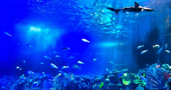 El Museo del Mar mostrará varias especies de tiburones. Foto: Cortesía