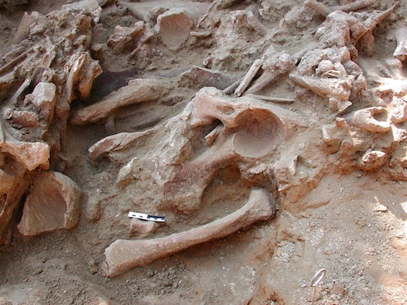 Las matanzas masivas de mamuts fueron ayudadas en gran parte por perros domesticados. Foto: Penn State Science, Piotr Wojtal