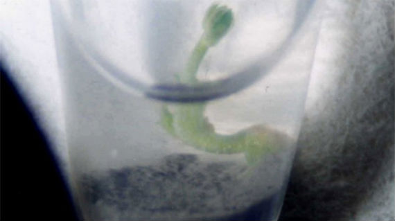 Los espárragos, al igual que otras plantas podrían conformar el surtido de alimentos de futuros exploradores espaciales. Foto: Michael Mautner