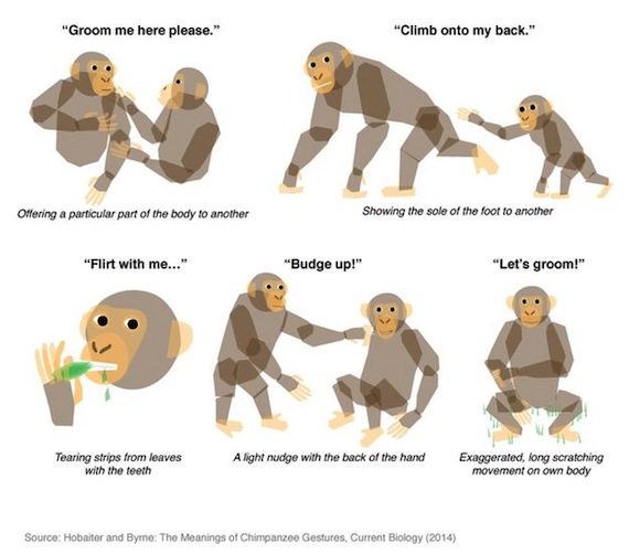 Sólo los seres humanos y los chimpancés tienen un sistema de comunicación en el que deliberadamente envían un mensaje a otra persona. Foto: Hobaiter, Byrne