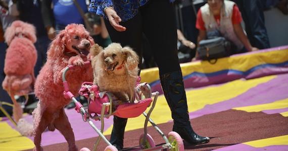 Función del circo en el Zócalo. Cuartoscuro.