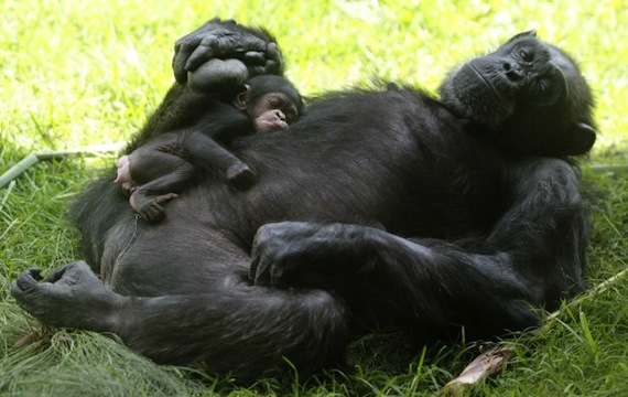 Según el estudio, los chimpancés pueden comunicar 19 mensajes específicos utilizando 66 gestos diferentes. Foto: EFE