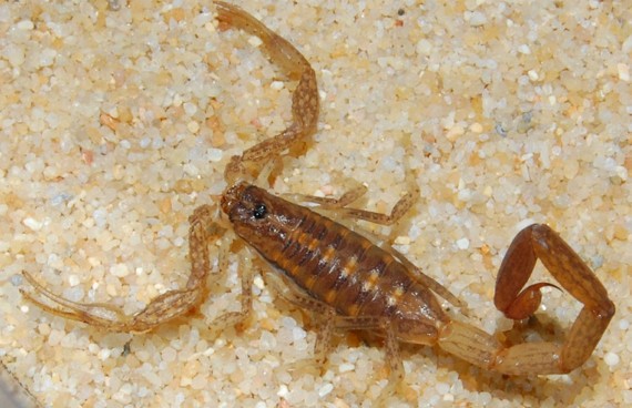 CLIMA TROPICAL FAVORECE REPRODUCCIÓN DE ESPECIES VENENOSAS