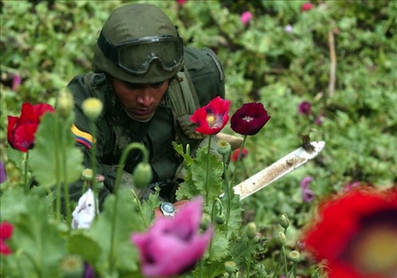 Actualmente, el cultivo de amapola legal se limita a pocos países. Foto: EFE