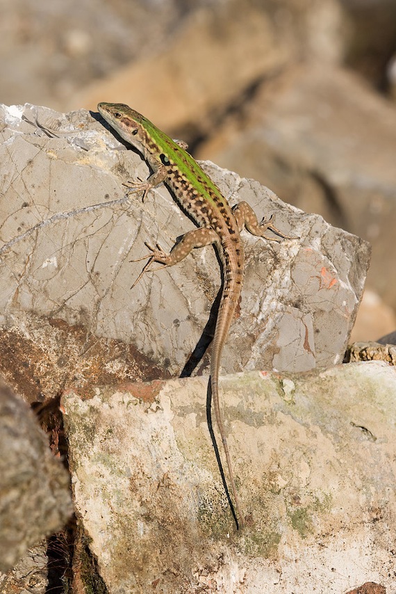La capacidad regenerativa de muchos lagartos podría ser la clave a muchos problemas médicos. foto: Wikimedia Commons