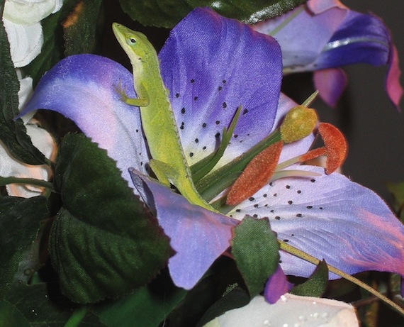 Para este estudio los científicos se centraron en la capacidad de regeneración del "nolis carolinensis". foto: Wikimedia Commons