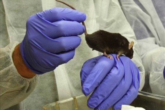 Los ratones representan una alternativa viable para la experimentación. sin embargo hace unos meses su uso fue desestimado. Foto: EFE