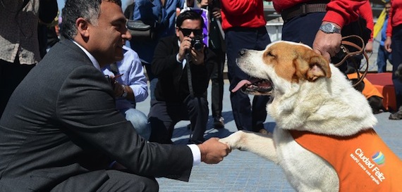 Se trata de una brigada de perros callejeros que fueron rescatados y entrenados para combatir la inseguridad. Foto: biobiochile.cl