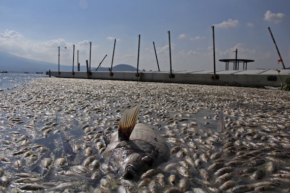 Los animales muertos son de la especie popocha, que habita también en el Lago de Chapala. Foto: Cuattoscuro
