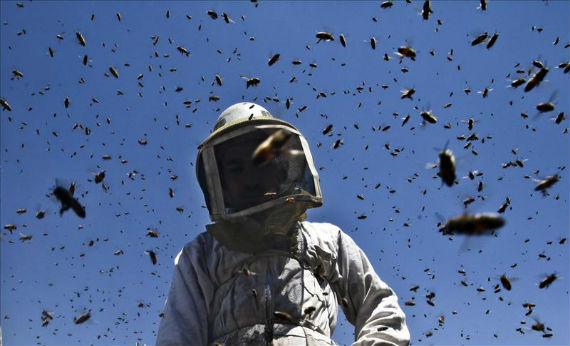 Un informe presentado por Greenpeace destacó que una tercera parte de la alimentación mundial y de la flora silvestre depende de los insectos polinizadores. Foto: EFE
