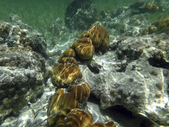 El experto urgió al gobierno mexicano y a todos los sectores sociales y económicos a poner en marcha un plan multisectorial. Foto: Cuartoscuro.