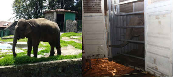 La Profepa informó que la inspección realizada en el mes de junio motivó al aseguramiento de la elefanta por faltas sobre trato digno y respetuoso.