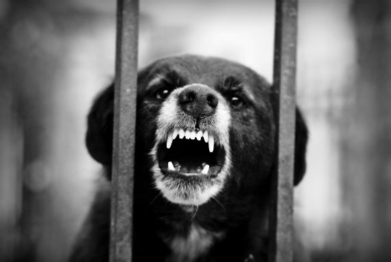 Algunos perros tienen a querer llamar la atención cuando se quedan solos, por lo que ladran o aúllan muy fuerte. Foto: Shutterstock.