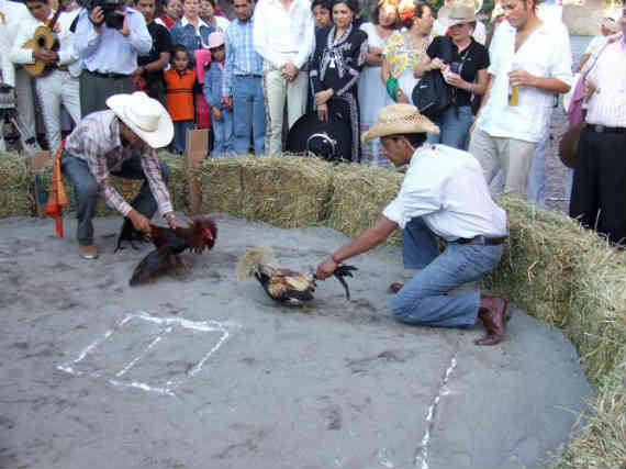 Foto de un palenque en México donde llevan a cabo una pelea de gallos. Foto: Especial
