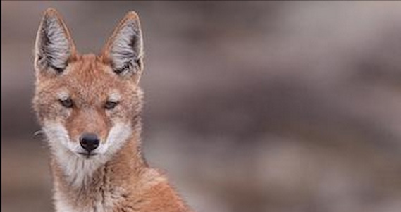 Foto: Twitter de LoboMarley.org